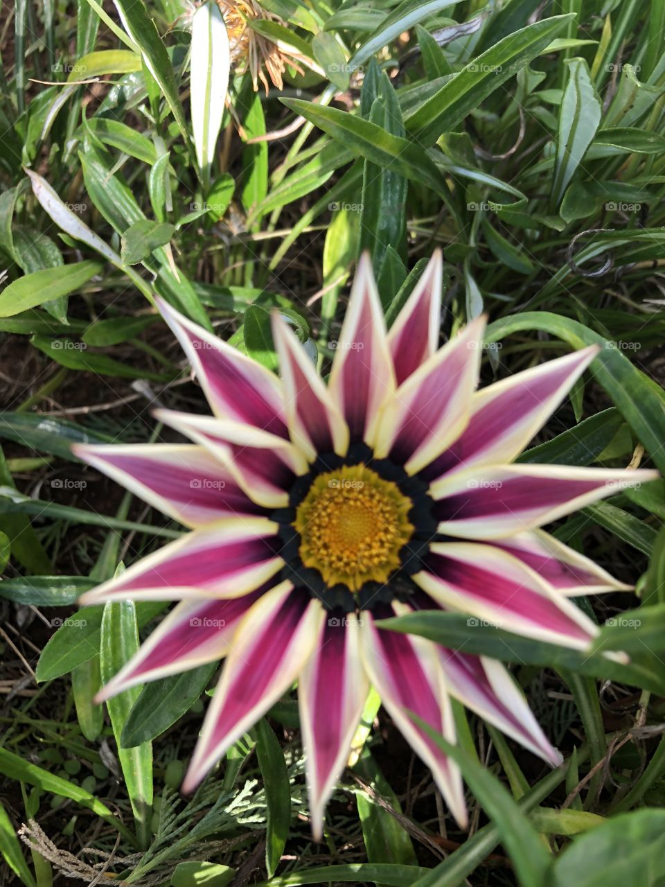 Morocco Moroccan flower