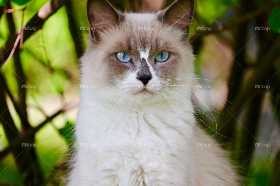 Rag doll ragdoll purebred blue eyed cat closeup facing camera outdoors 