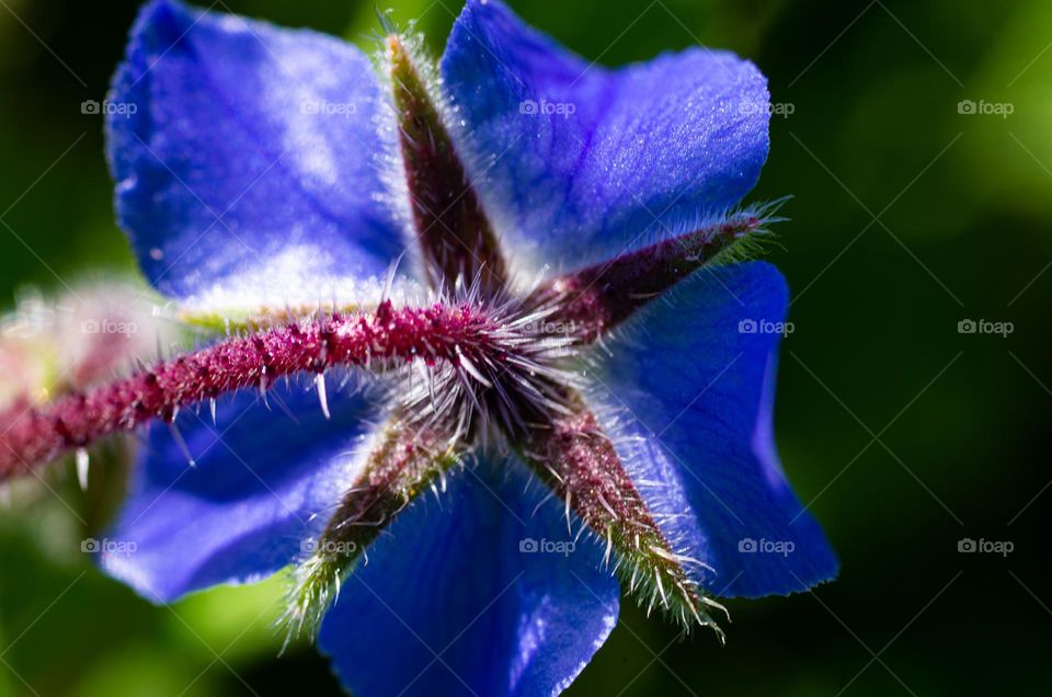 wild borage flower with back lighting