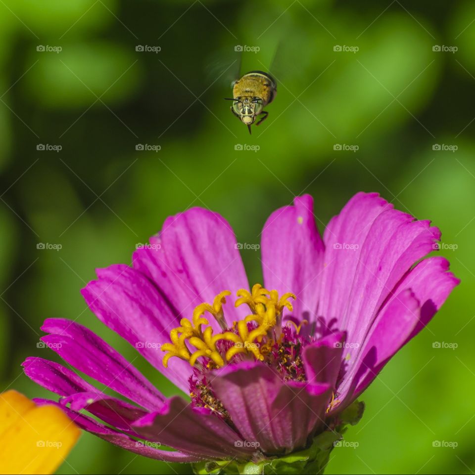 A bee coming in to land