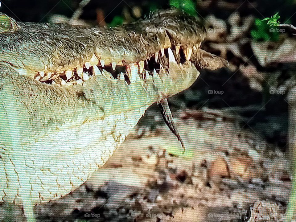 one crocodile photography