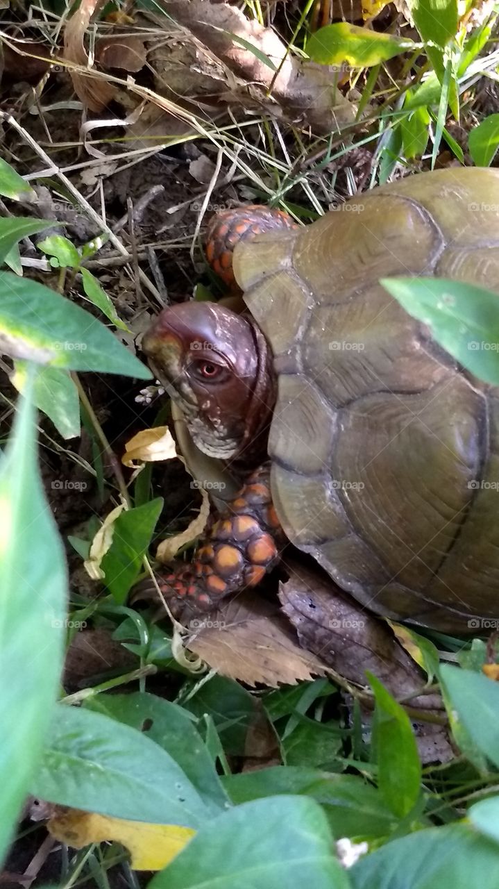 Crossed paths with this turtle on our hike today.