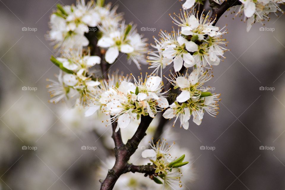 A apple tree in bloom