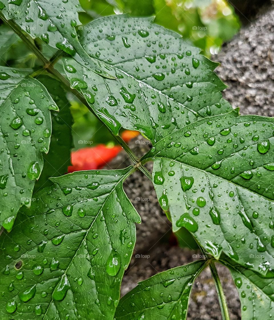 Fresh rain