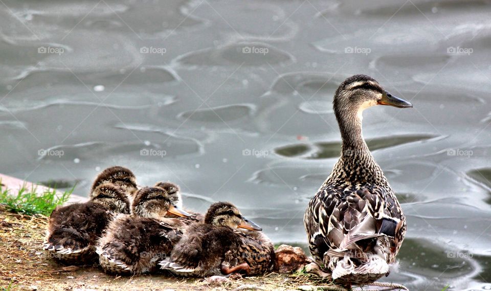 Duck Family on the Pond