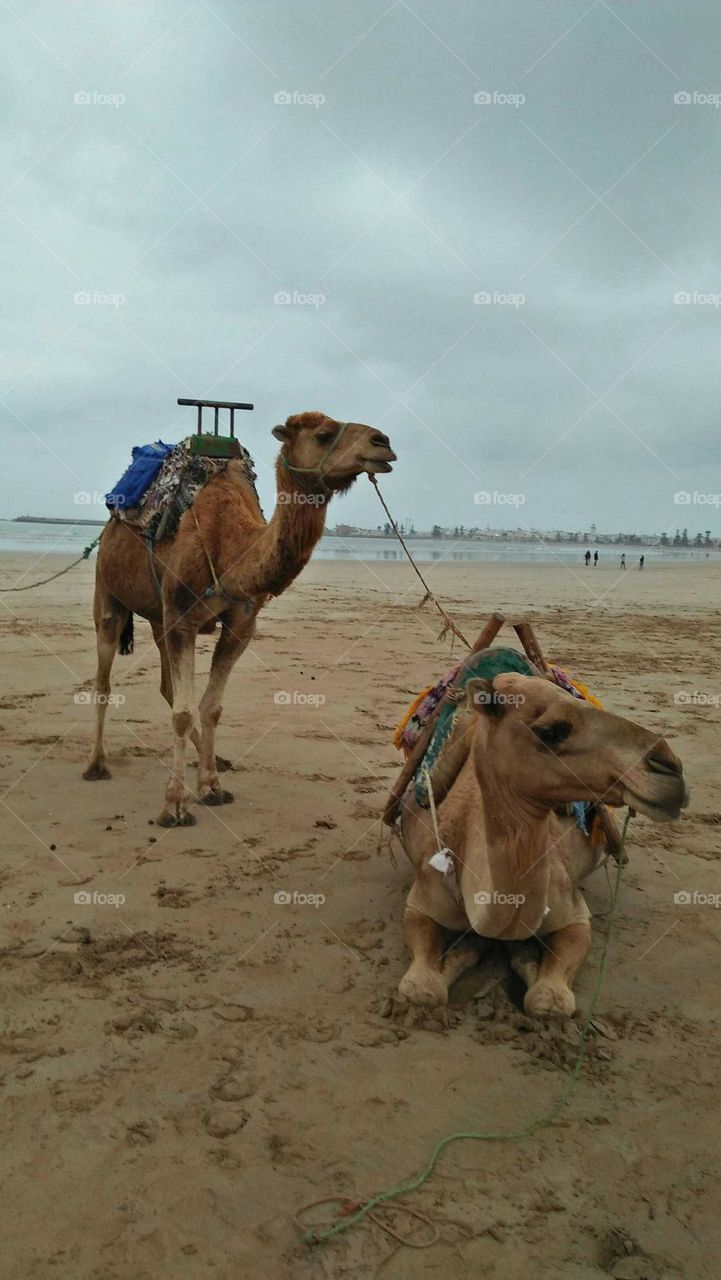 two camels on sand near the beach.