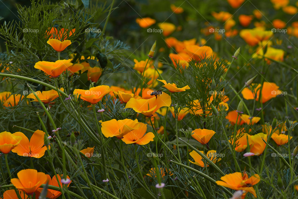 orange flowers
