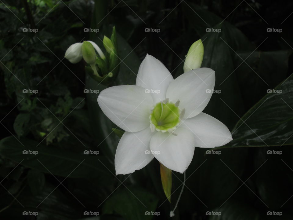 srilanka beautiful flowers