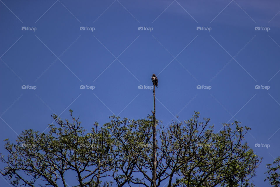 bird of prey sitting on highest point with blue sky