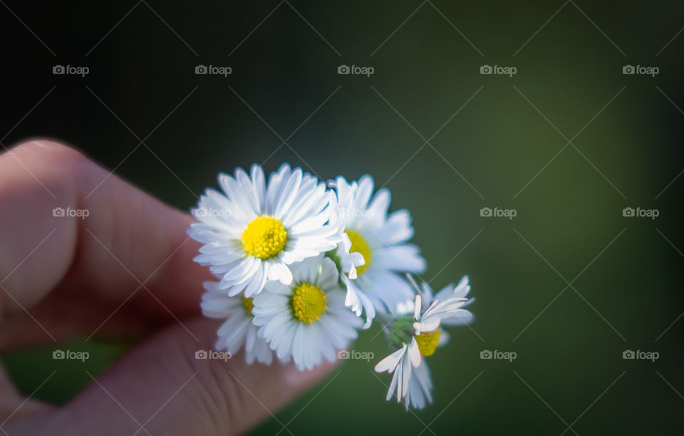 a posy of daisies