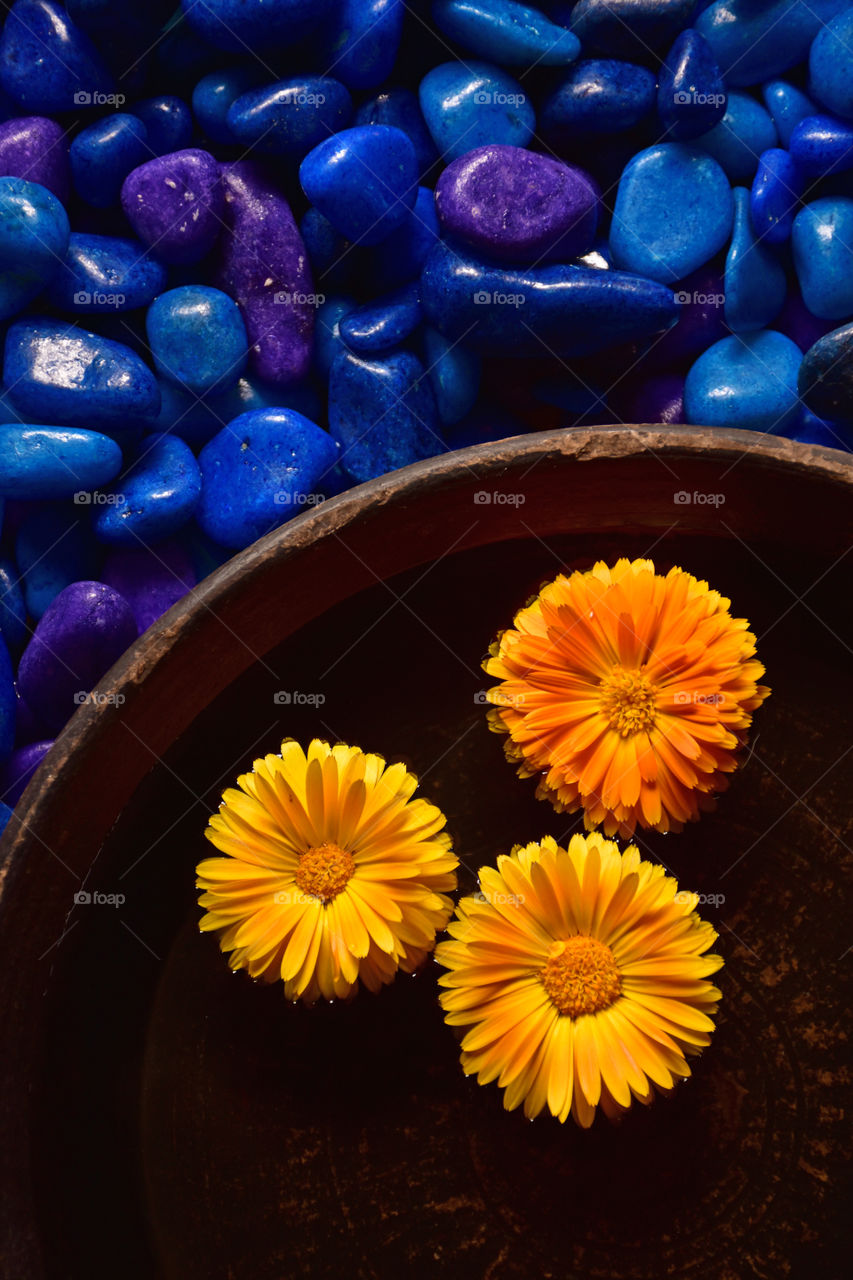 three yellow calendula flowers floating beside stones