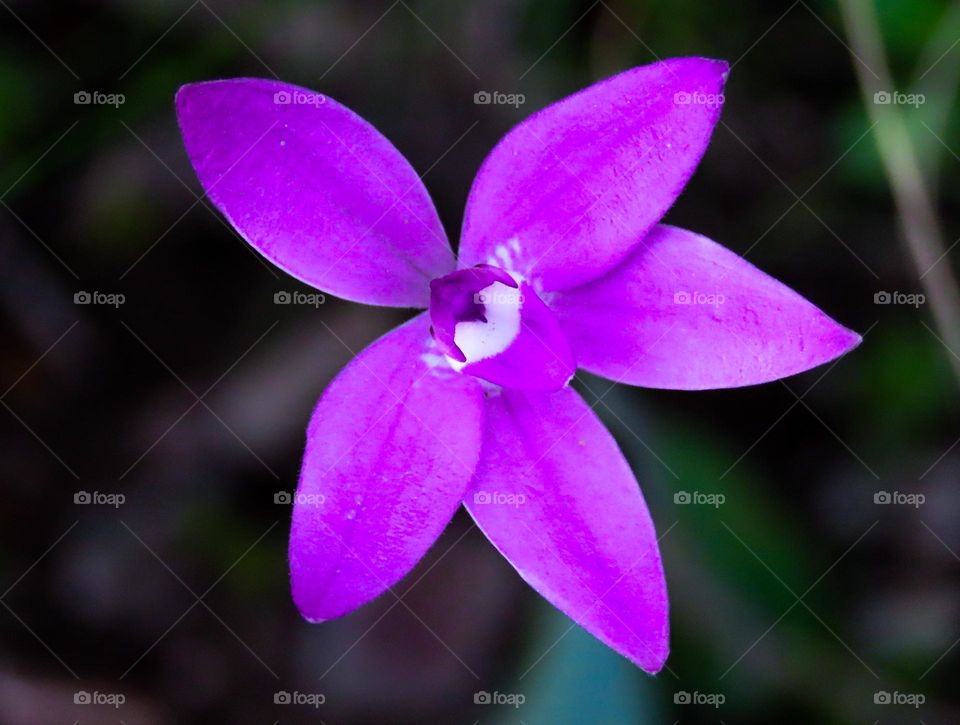 Magenta flower