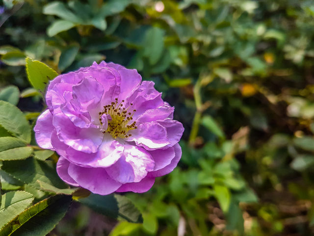 pink flower in the garden