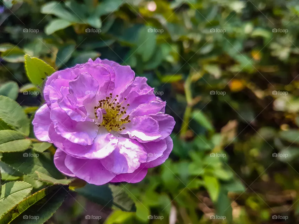 pink flower in the garden