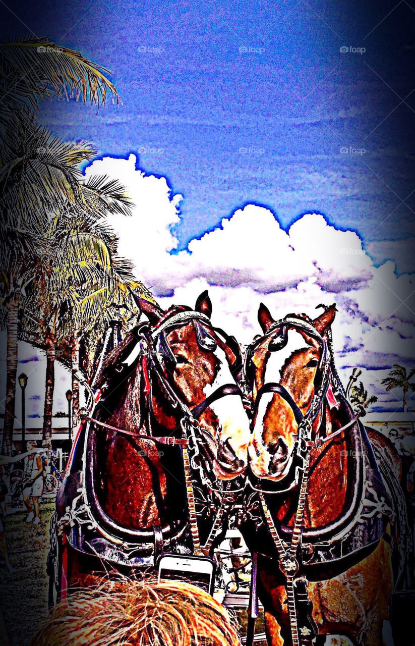 Clydesdale horses


