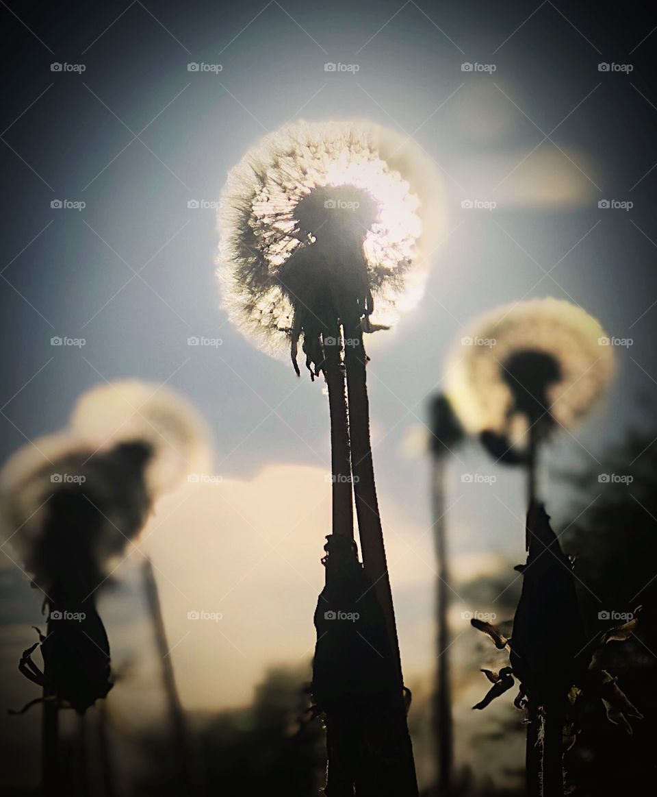 Sunset and a dandilion