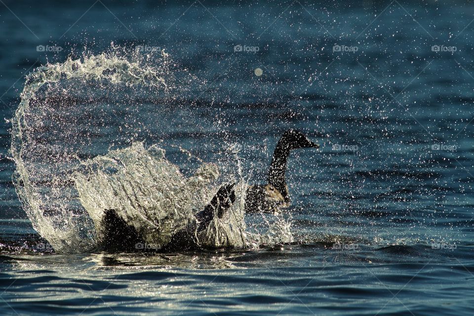 Goose swimming in lake