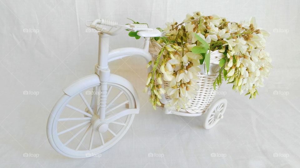 toy decorated bicycle with acacia flowers on a white background