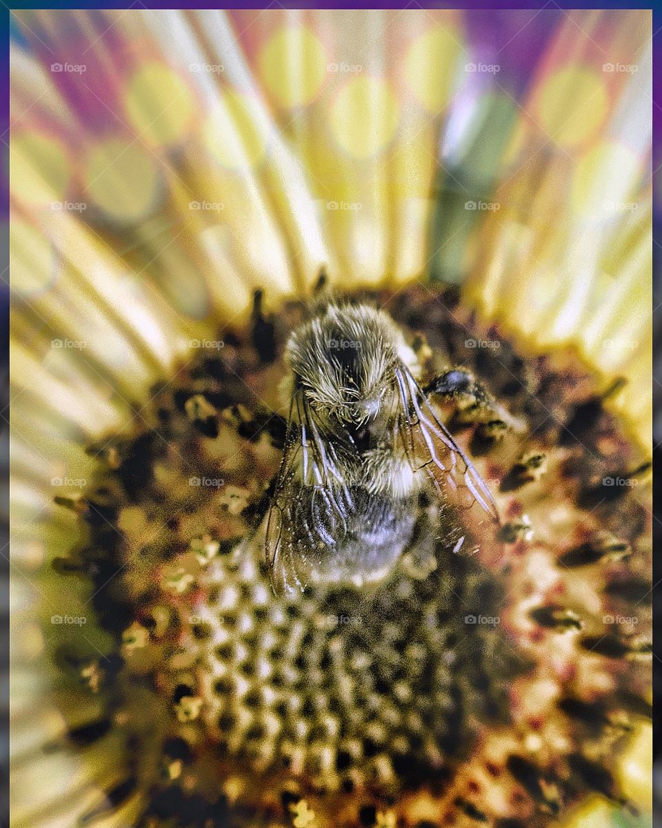 Bees and Bokeh