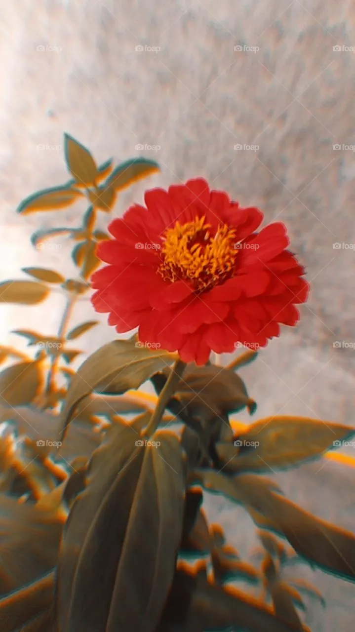 🥀❤️