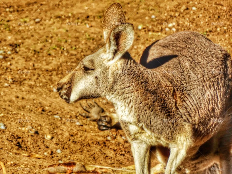 Australian Outback Kangaroo