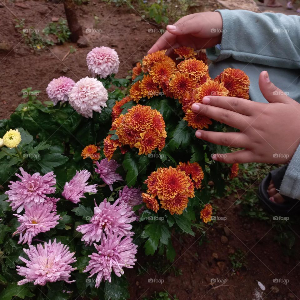 Chrysanthemum is a type of flowering plant that is often grown as an ornamental plant