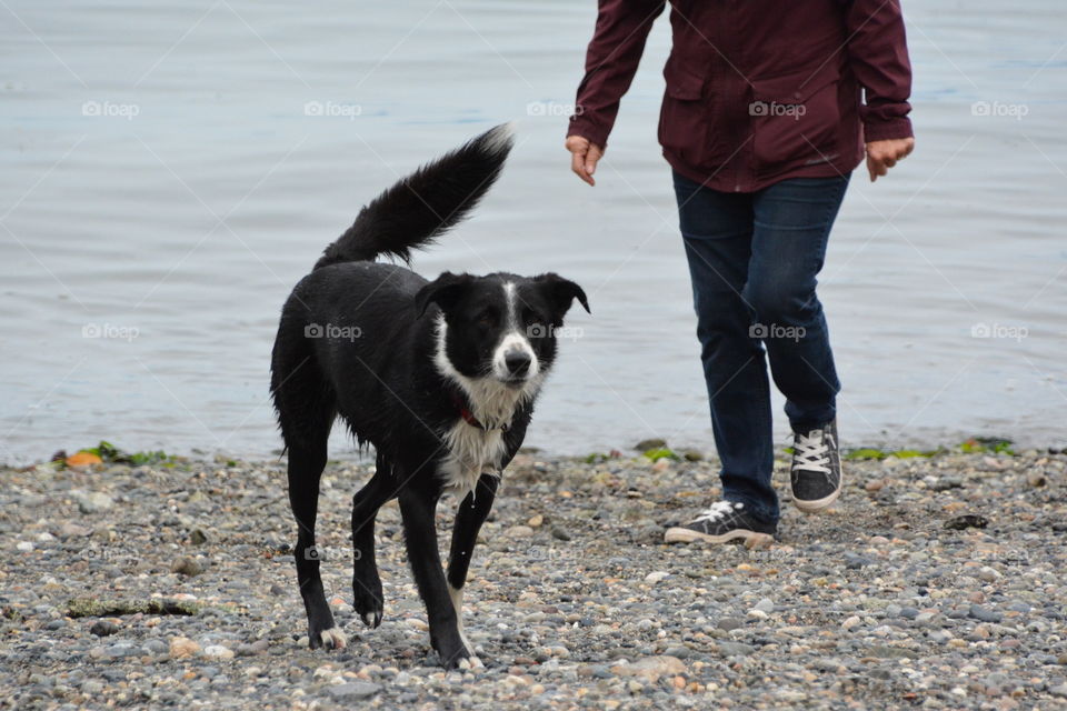 Dog on the beach