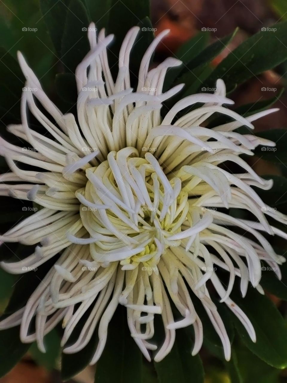 Macro photo of a summer plants