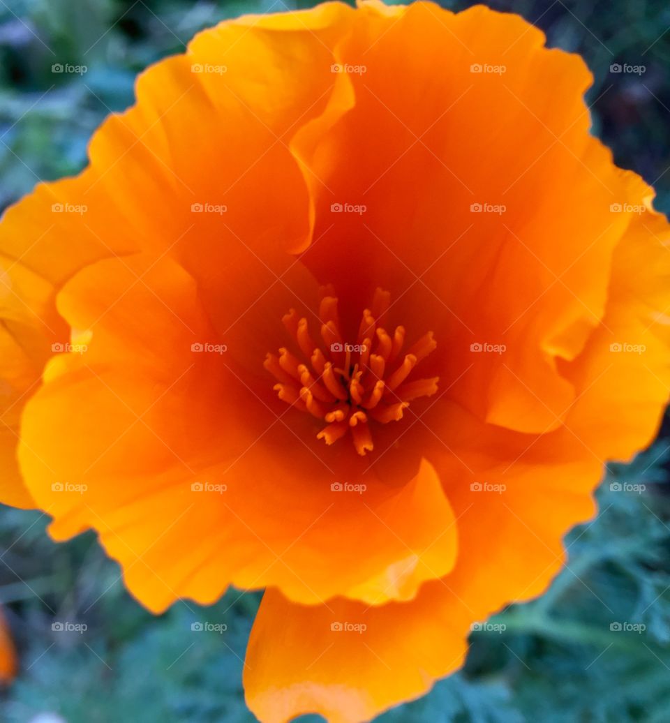 Elevated view of orange poppy