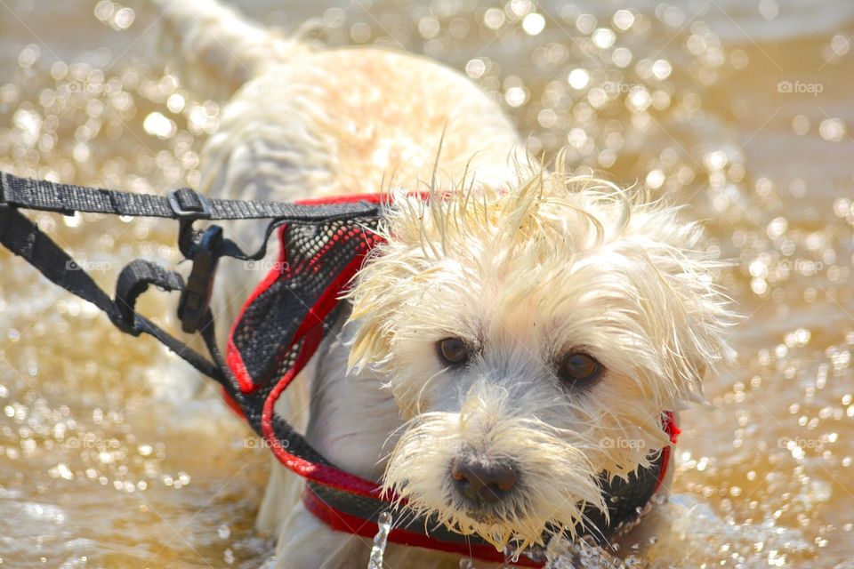 Beach puppy