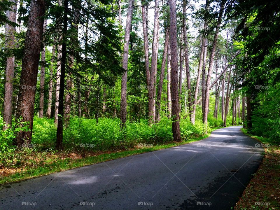 View of empty road in forest