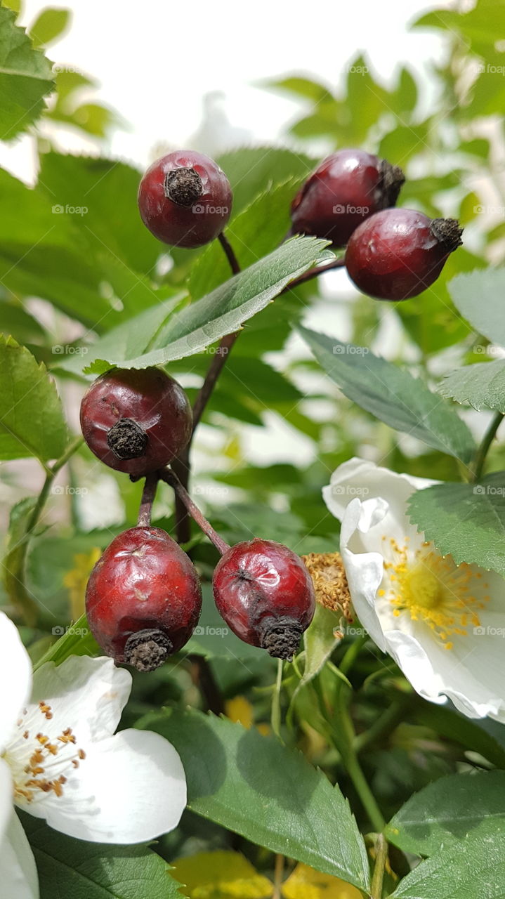 dog rose purple berries and flowers