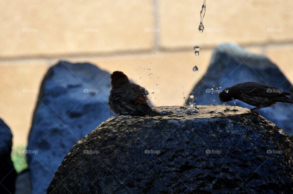 Bathing sparrows