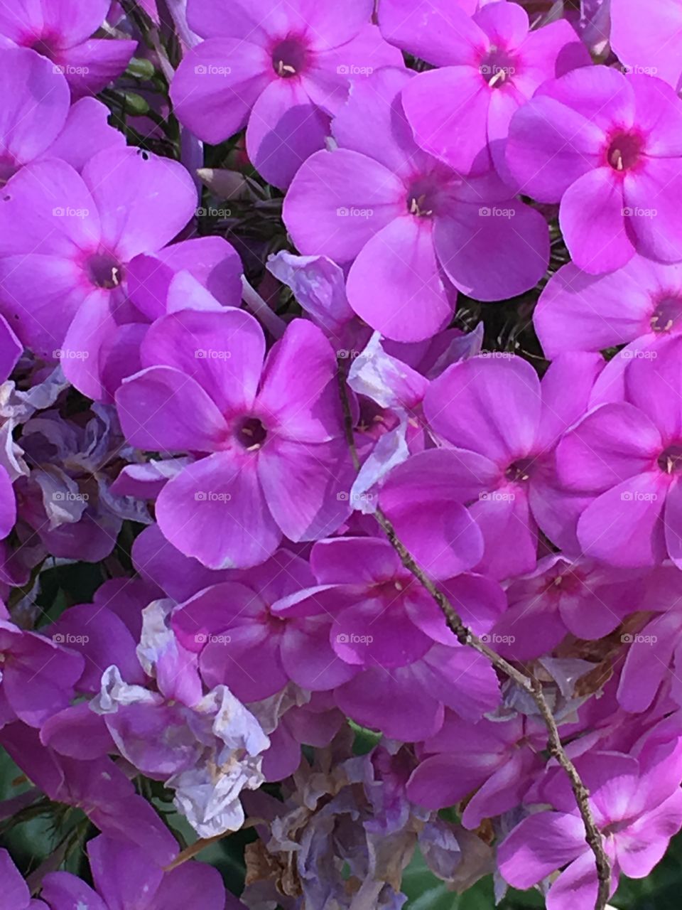 Light purple flowers 