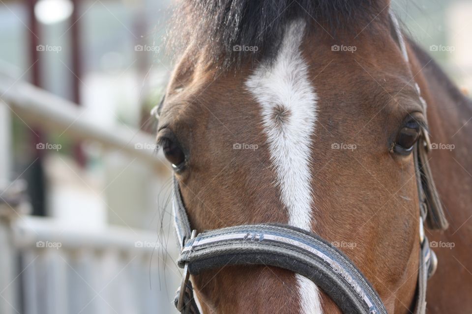 Face of a horse - a BEUTY-