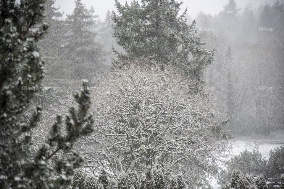 Snow covered trees