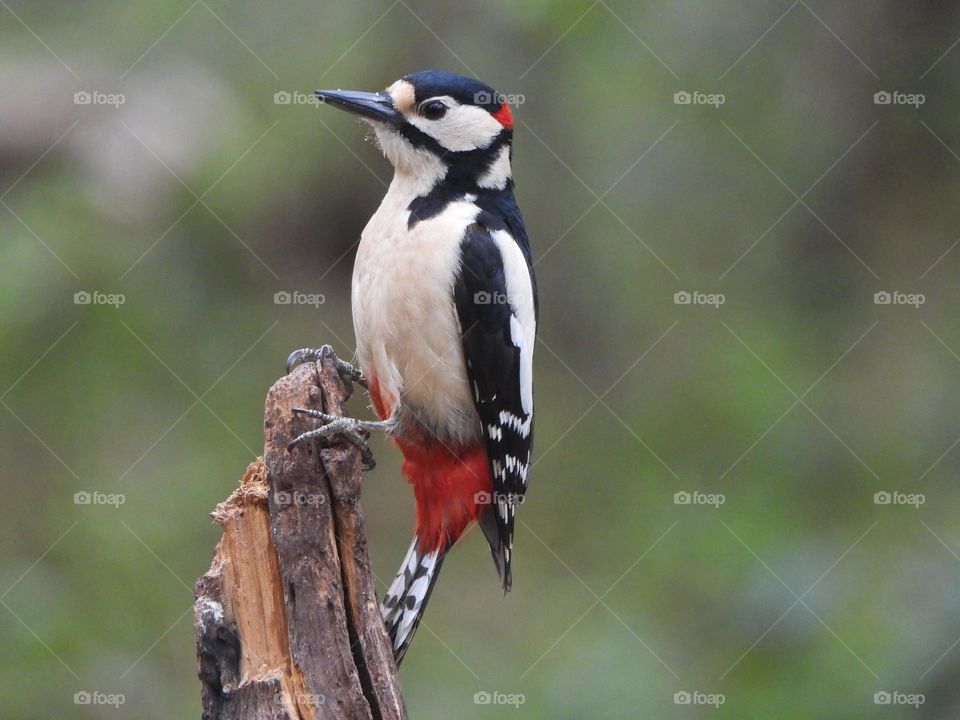 A woodpecker in the woods 