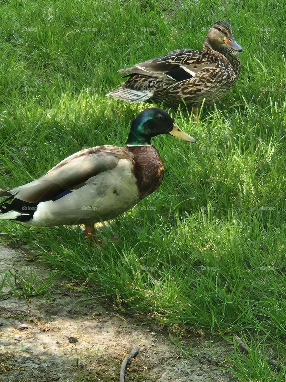 Two ducks enjoying the shade in the grass on a warm Spring day in Oregon