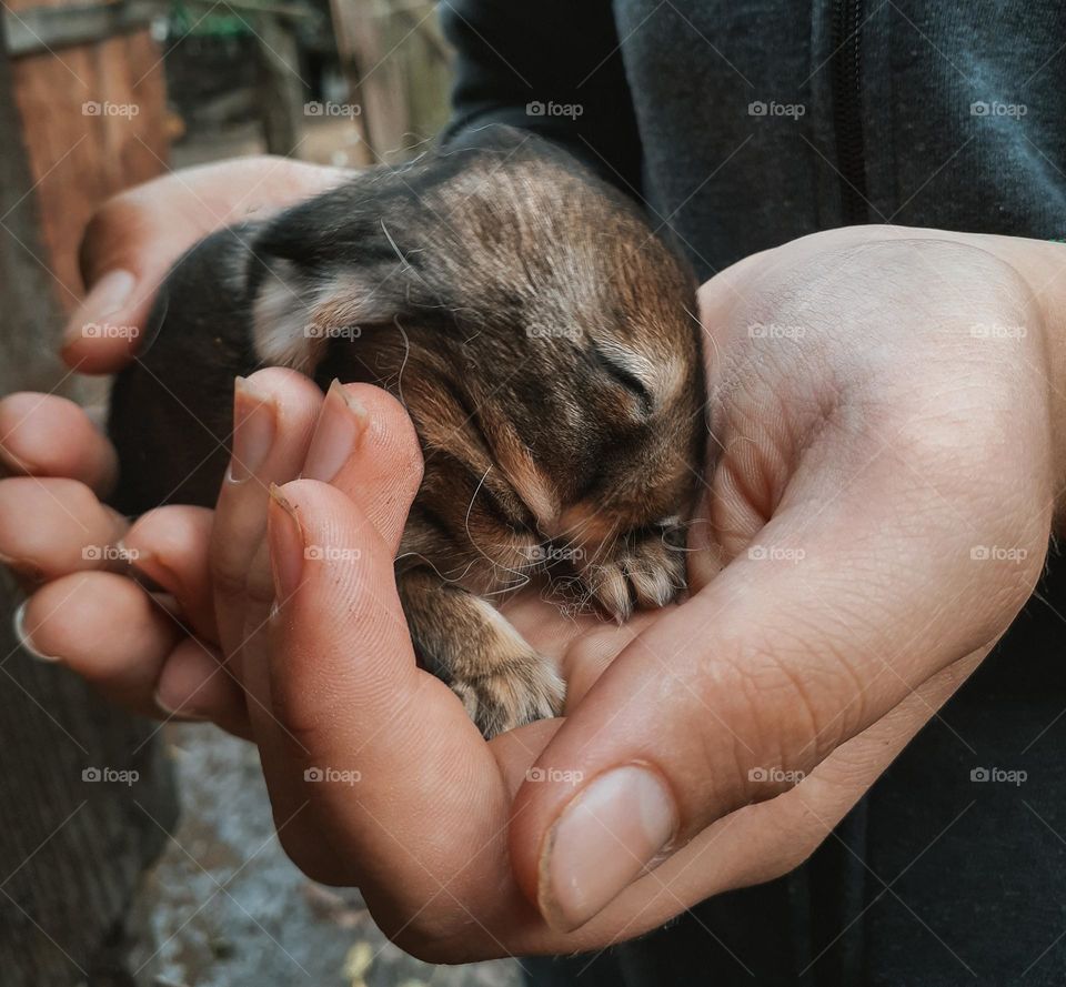 The little rabbit is a week old