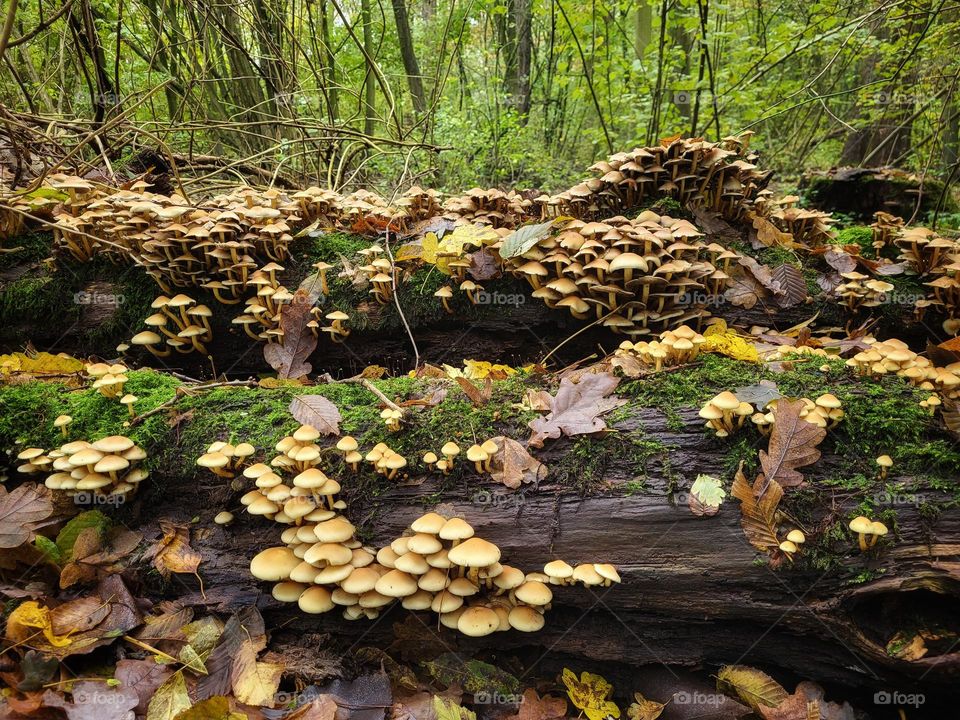 Hundred mushrooms together