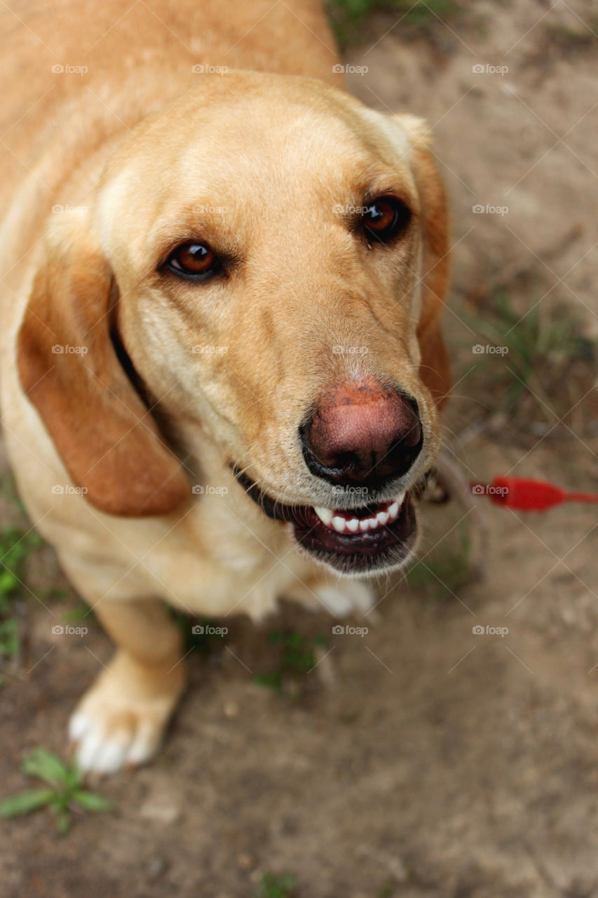 High angle view of dog looking at camera