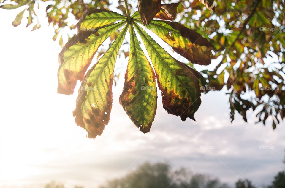 Chestnut leaves during the holden hour