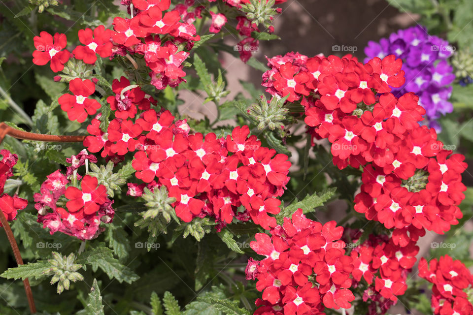 Flowers in pots