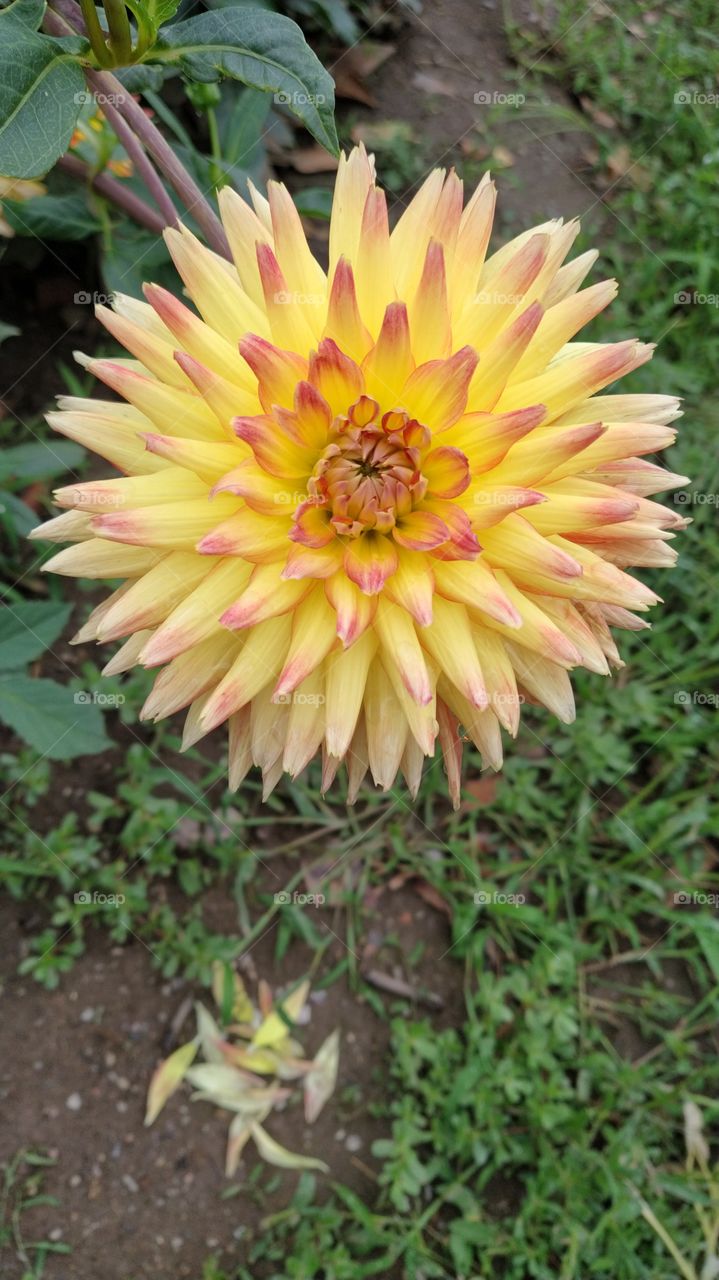 Dahlia pinnata