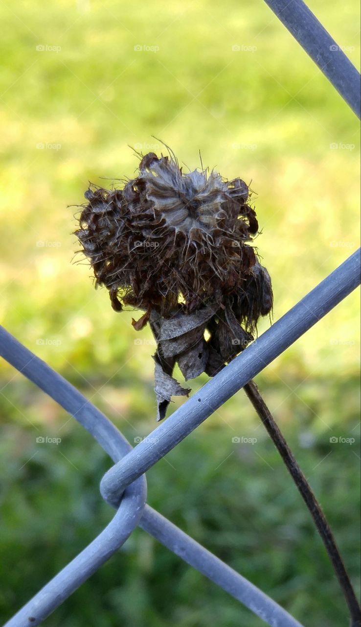 decomposing in the fence. decomposing plant in the fence