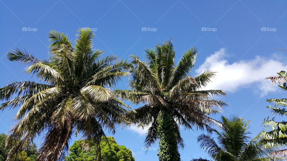 Coconut Trees