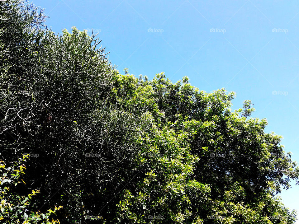 Trees and sky (Cabo frio/RJ/BR)