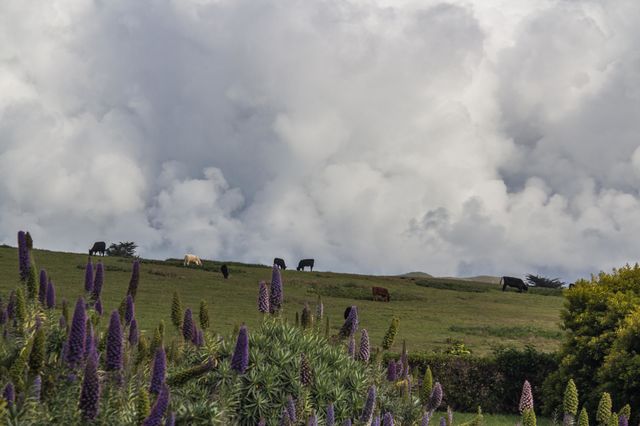 When the cows go to graze on the lush green hillside of Bodega Bay California with the vibrant purple of the pride of Madeira flowers in the foreground 
