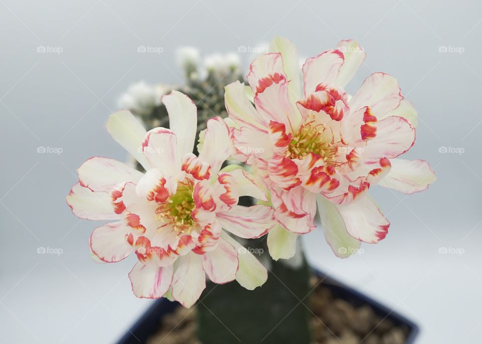 cactus bit flowers lobivia