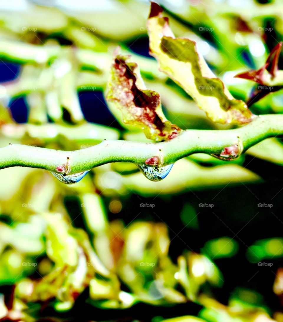 Life in a drop of water